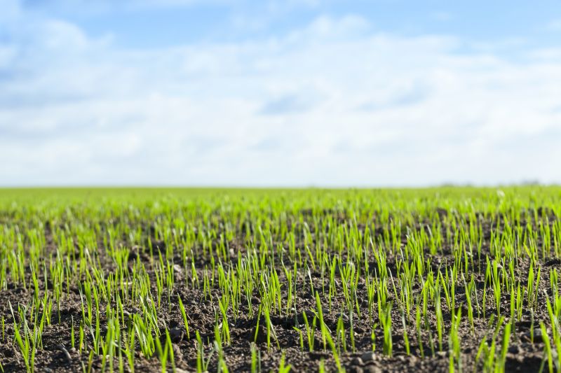 Spring Lawn Preparation