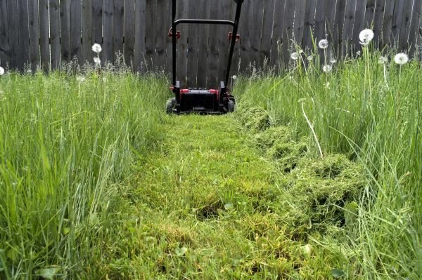 High Grass Mowing in Annapolis